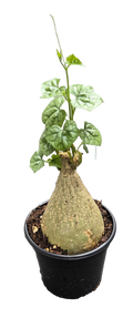 Gerradenthus Macrogizus 'Big Foot' 4 inch Grower Pot by Terra Cotta Botanical Boutique