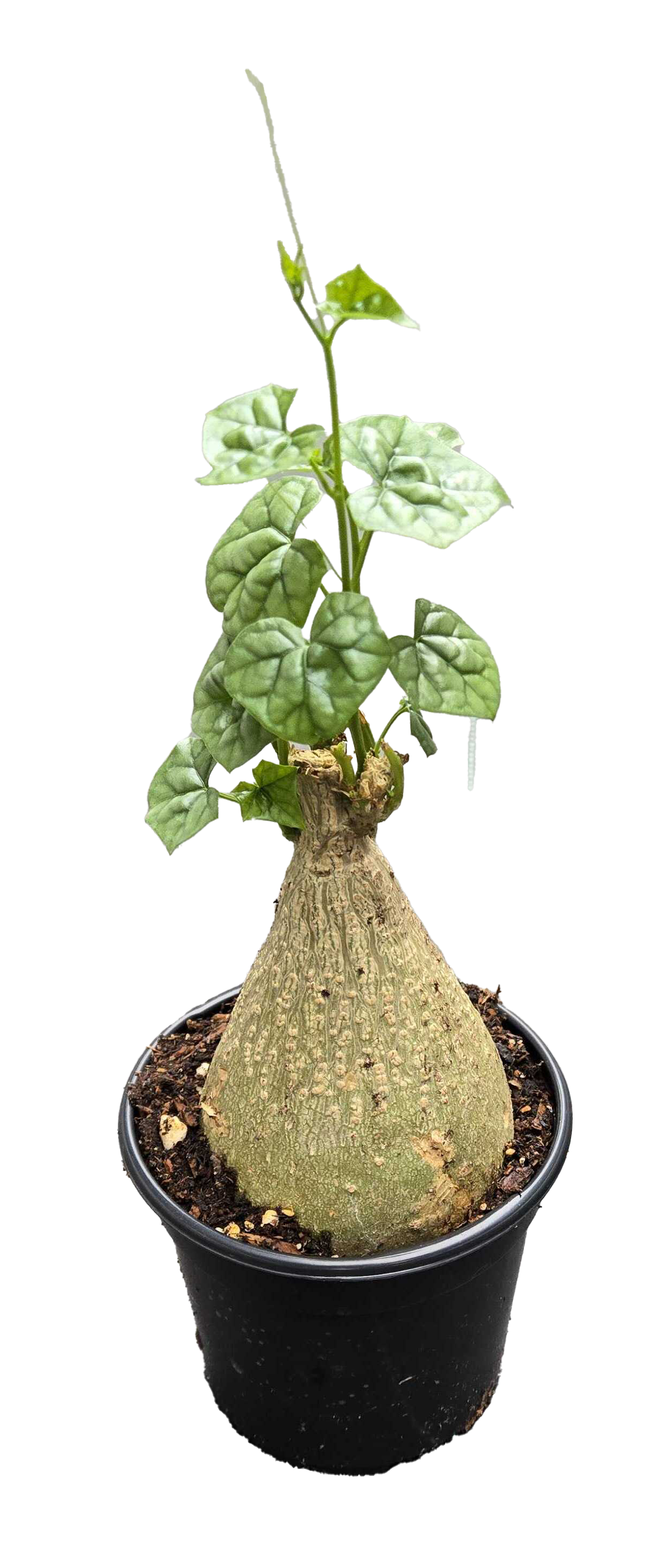 Gerradenthus Macrogizus 'Big Foot' 4 inch Grower Pot by Terra Cotta Botanical Boutique