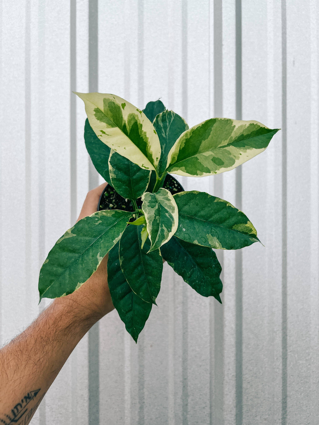 4" Variegated Hoya 'Multiflora' (Shooting Star Hoya) by Terra Cotta Botanical Boutique