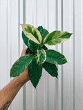 4" Variegated Hoya 'Multiflora' (Shooting Star Hoya) by Terra Cotta Botanical Boutique