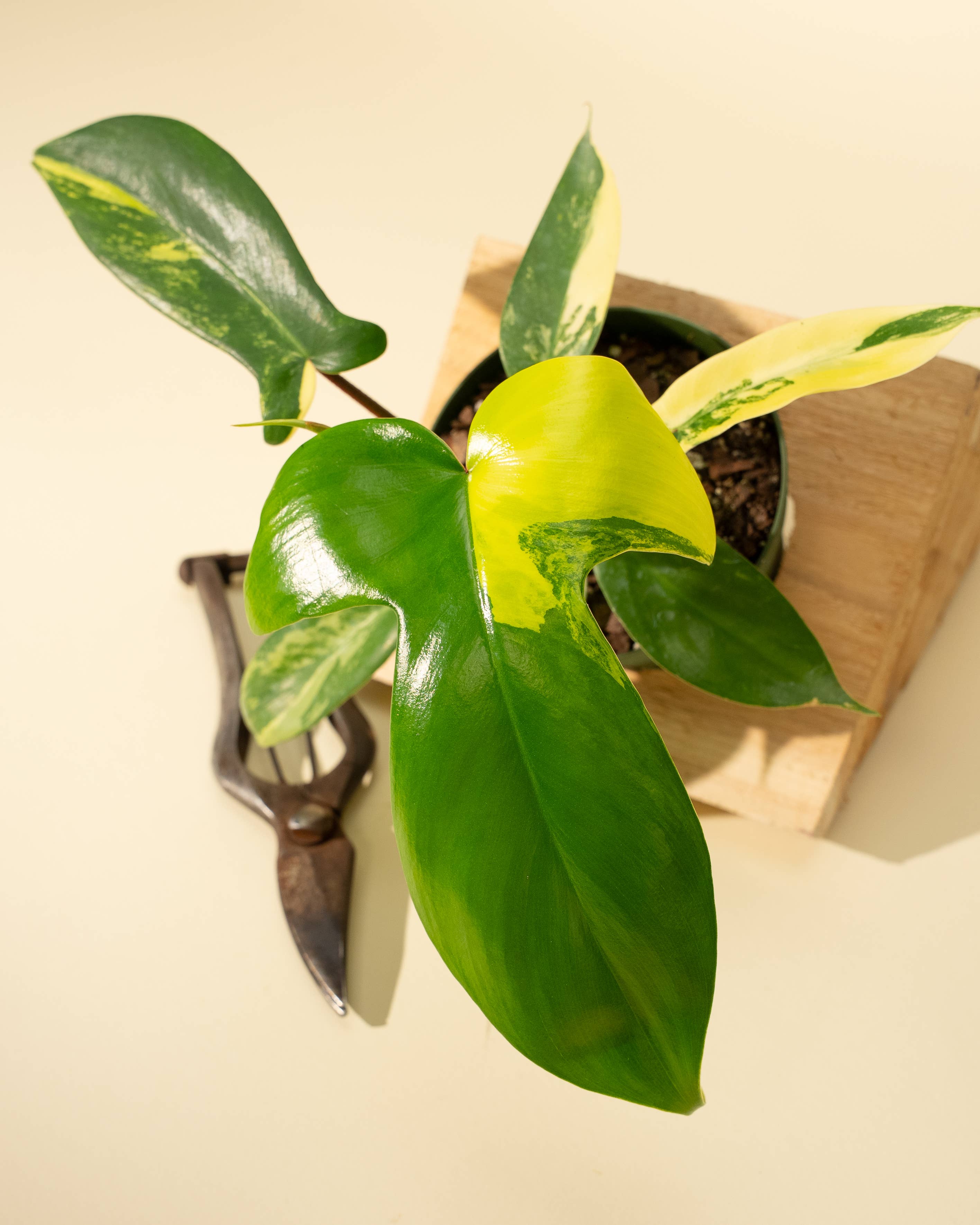 4" Philodendron Florida Beauty 'Sunrise' by Terra Cotta Botanical Boutique