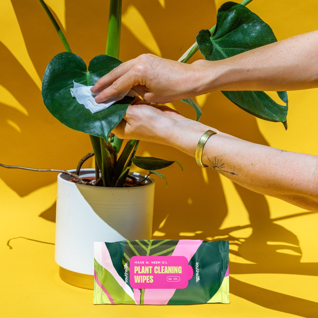 Houseplant Cleaning Wipes by Terra Cotta Botanical Boutique