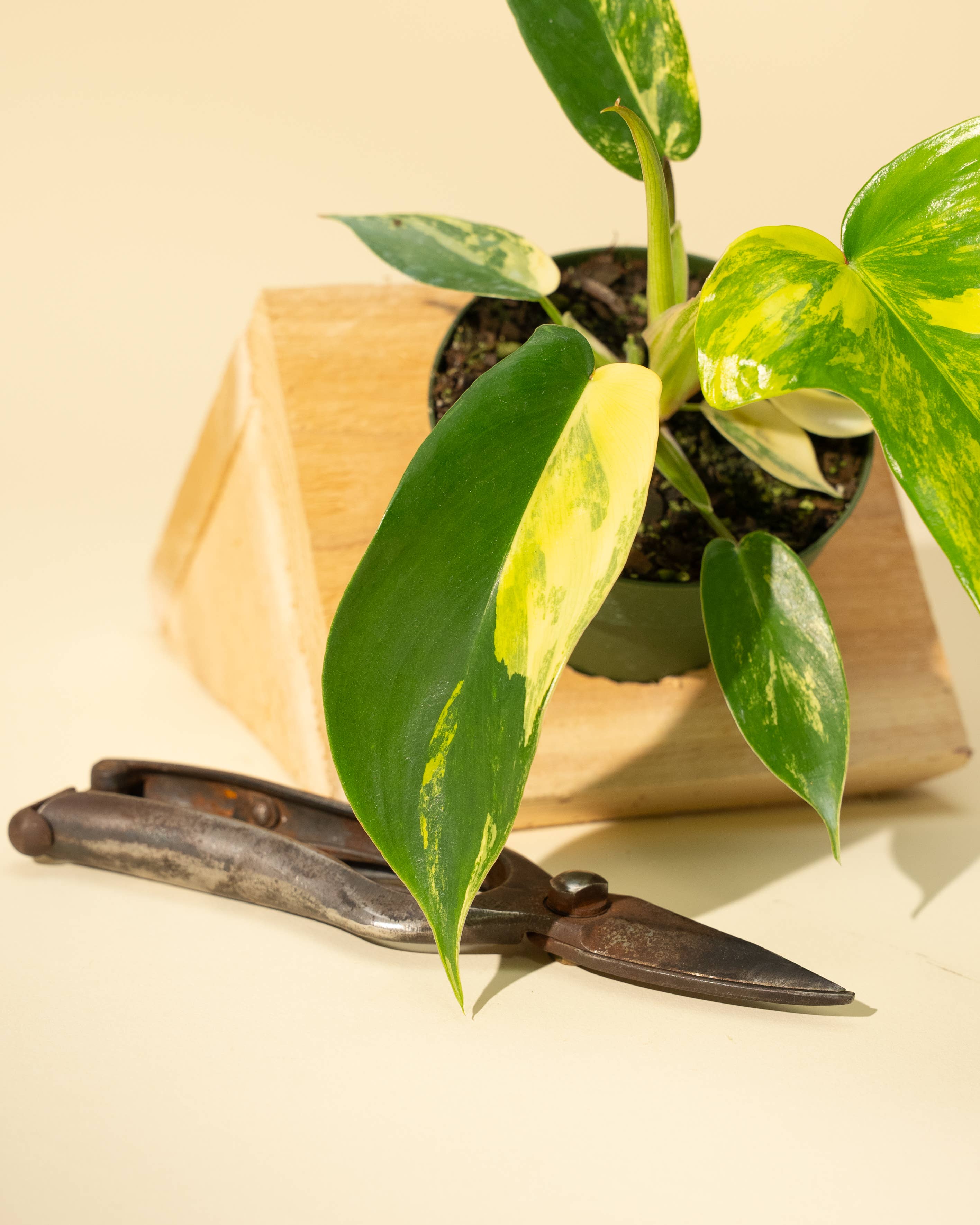4" Philodendron Florida Beauty 'Sunrise' by Terra Cotta Botanical Boutique