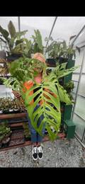 Monstera Esqueleto by Terra Cotta Botanical Boutique