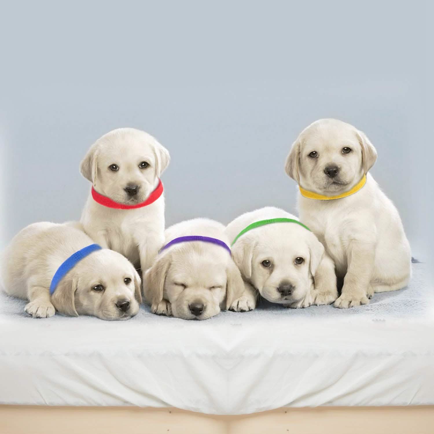 12-Piece: Whelping ID Collars Color Set by DailySale