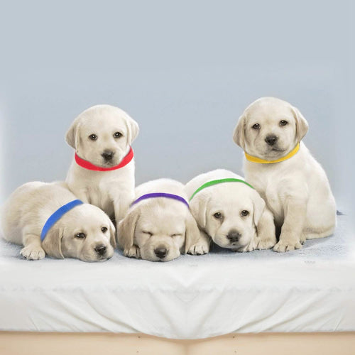 12-Piece: Whelping ID Collars Color Set by DailySale