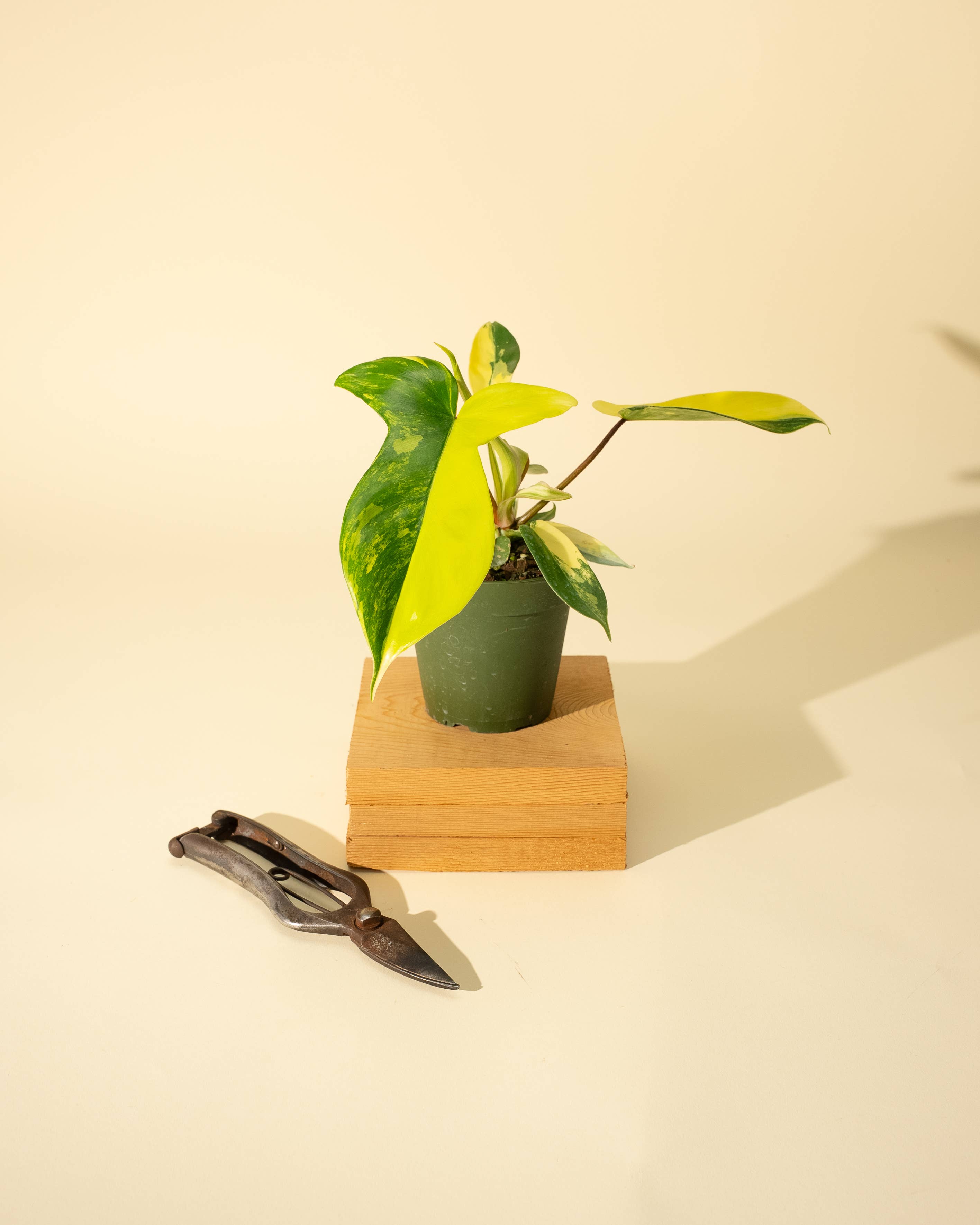 4" Philodendron Florida Beauty 'Sunrise' by Terra Cotta Botanical Boutique
