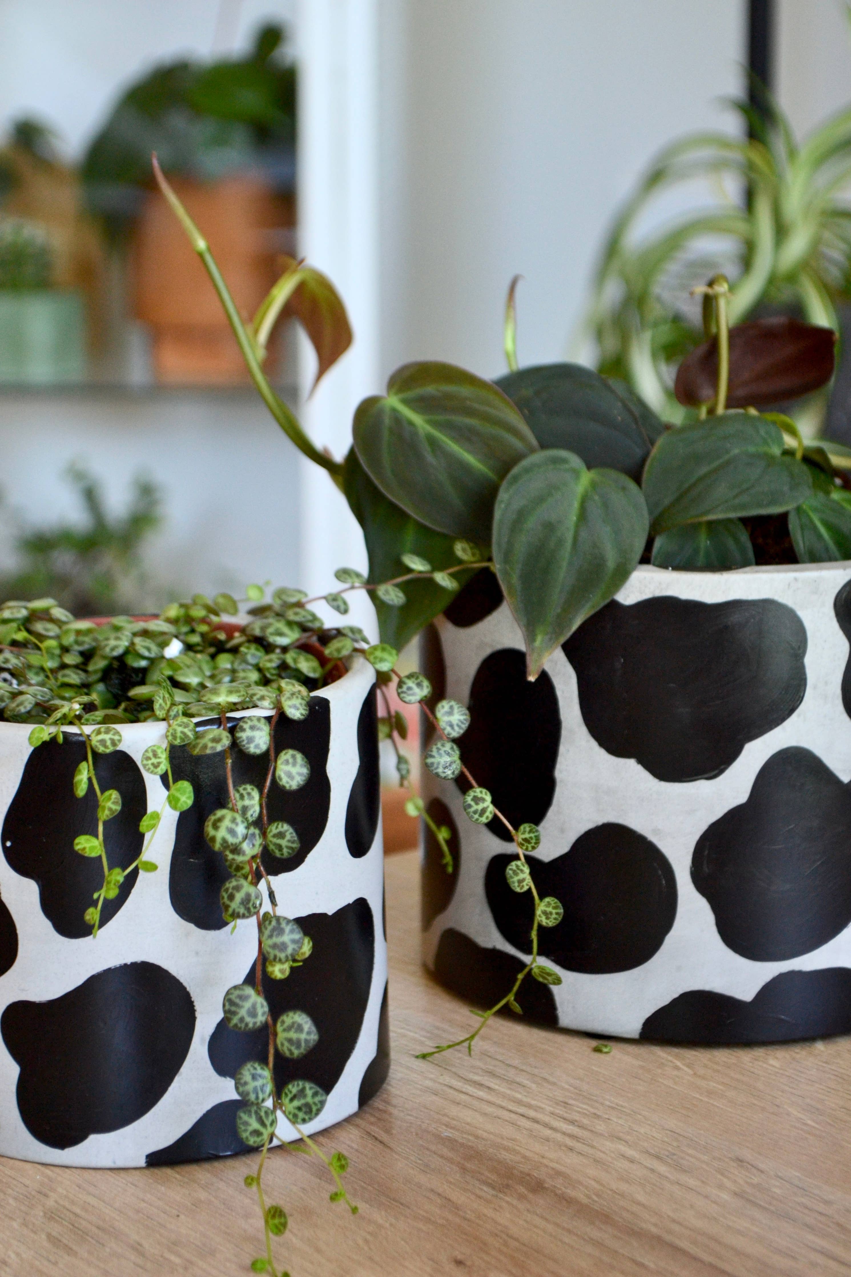 Handpainted Cow Planter | multiple sizes by Terra Cotta Botanical Boutique