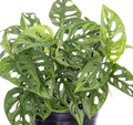 Monstera Adansonii by Terra Cotta Botanical Boutique