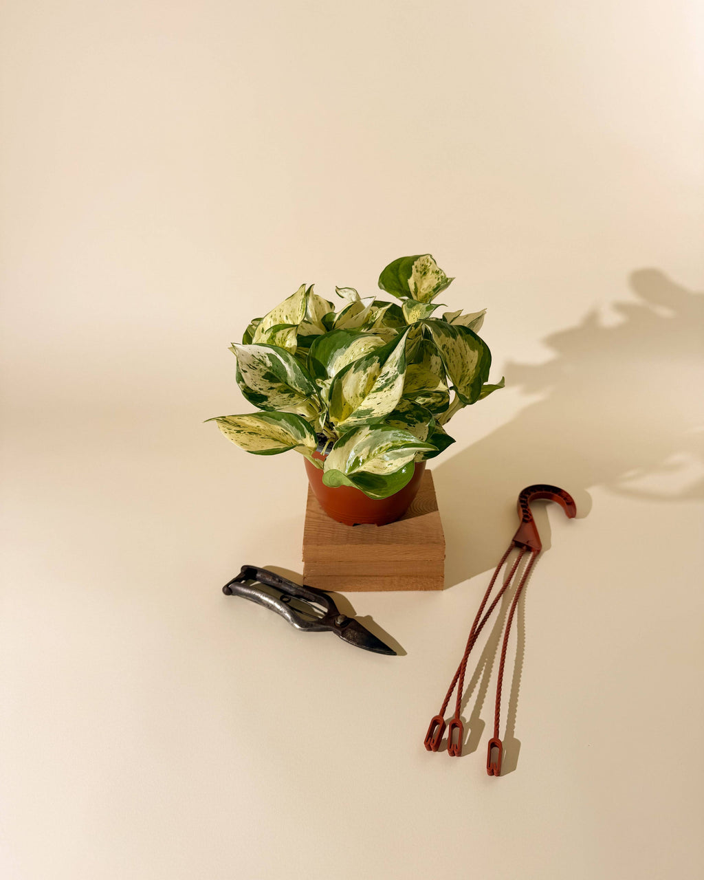 Manjula Pothos by Terra Cotta Botanical Boutique