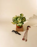 Manjula Pothos by Terra Cotta Botanical Boutique