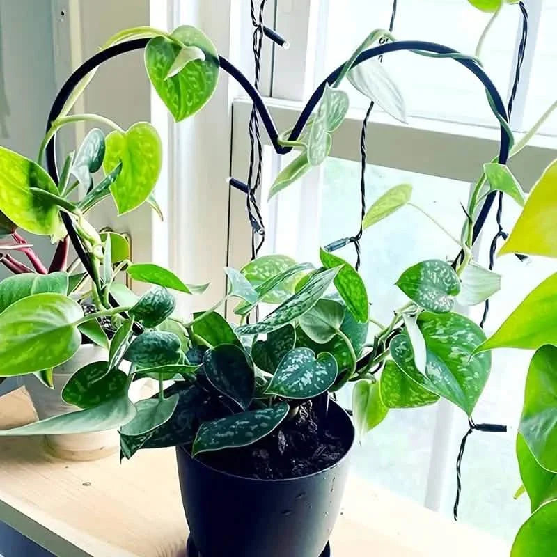 2-Pack: Heart-Shaped Plant Support Stake by DailySale