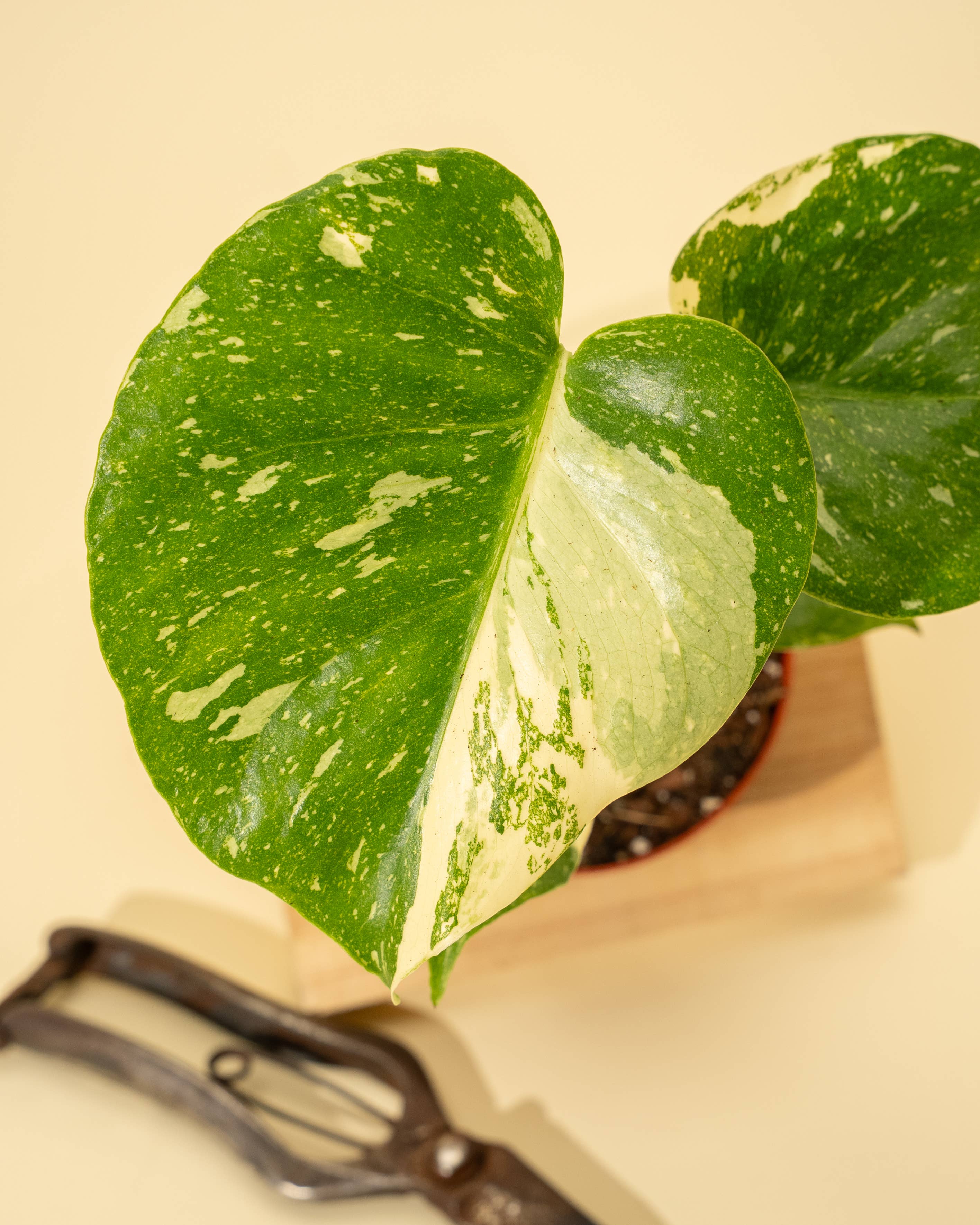 4" Monstera 'Thai Constellation' by Terra Cotta Botanical Boutique
