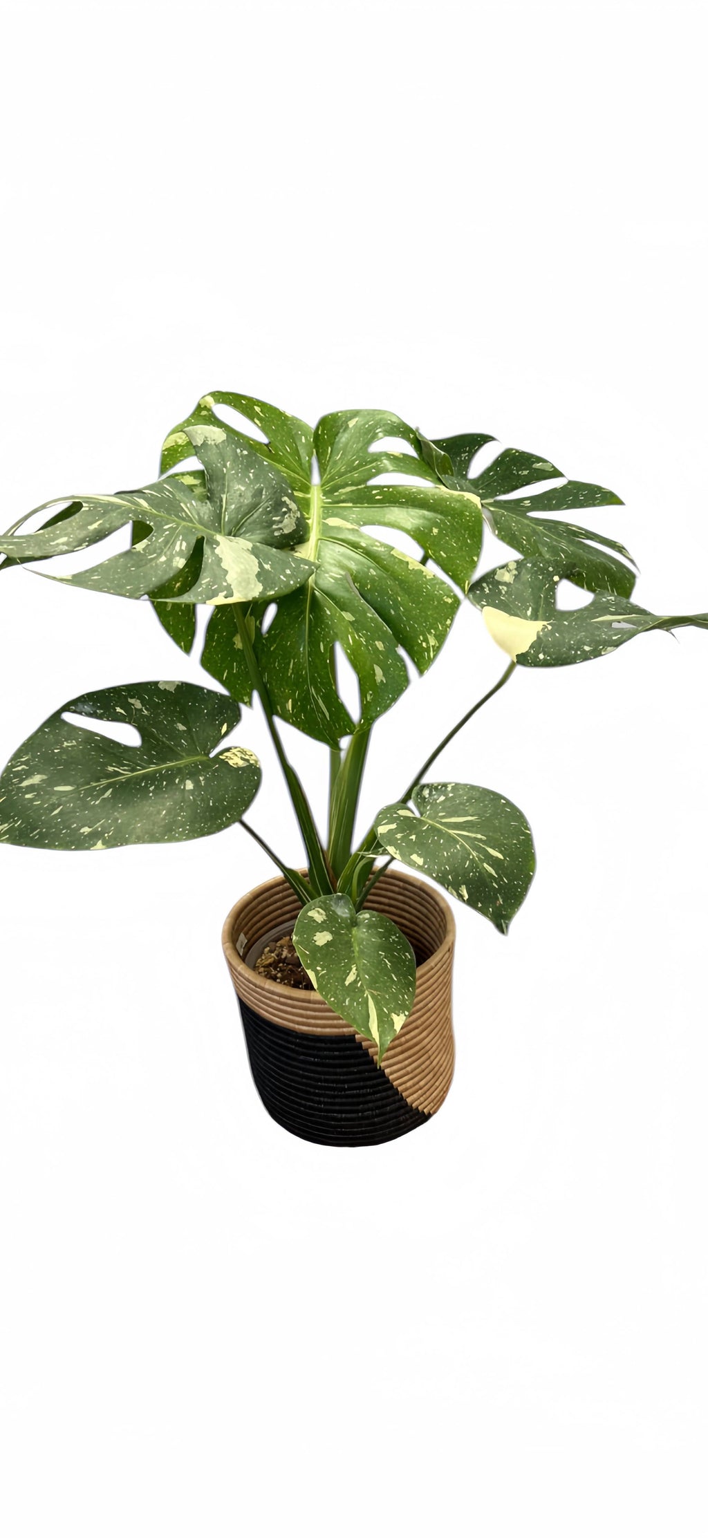 Monstera Thai Constellation by Terra Cotta Botanical Boutique