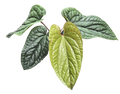 Anthurium Radicans x Luxurians 4 inch Grower Pot by Terra Cotta Botanical Boutique