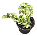 Hoya Hindu Rope Variegated 4 Inch Grower Pot Indoor Plant