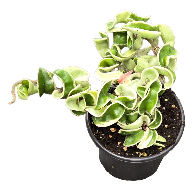 Hoya Hindu Rope Variegated 4 Inch Grower Pot Indoor Plant