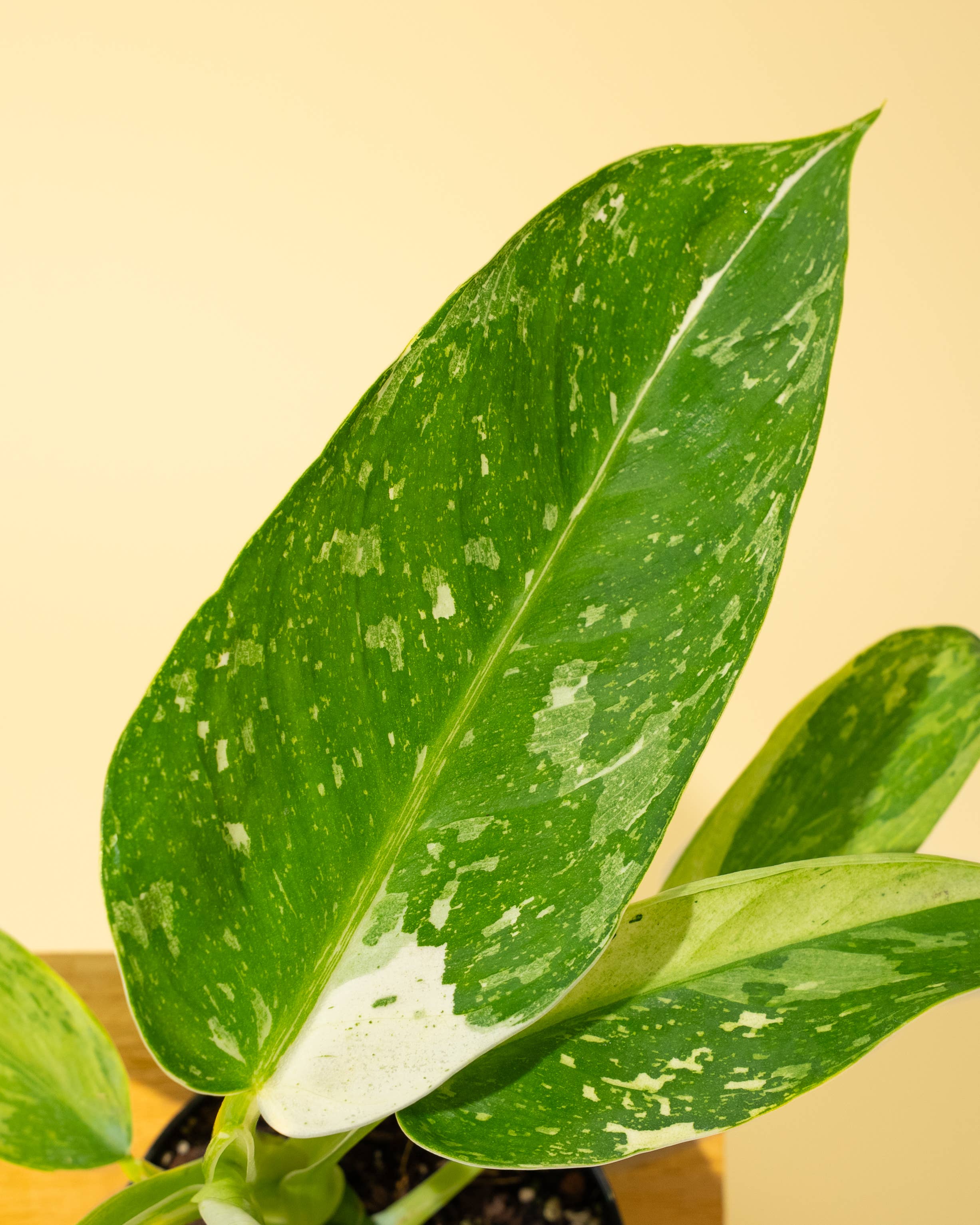 4" Philodendron 'Jose Buono Fiesta' by Terra Cotta Botanical Boutique