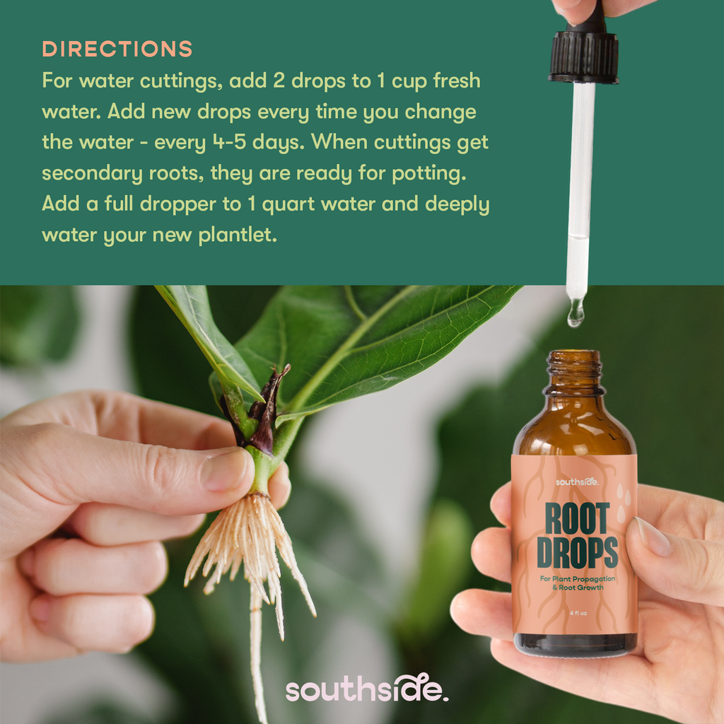 Root Drops - For Propagations & Repotting by Terra Cotta Botanical Boutique
