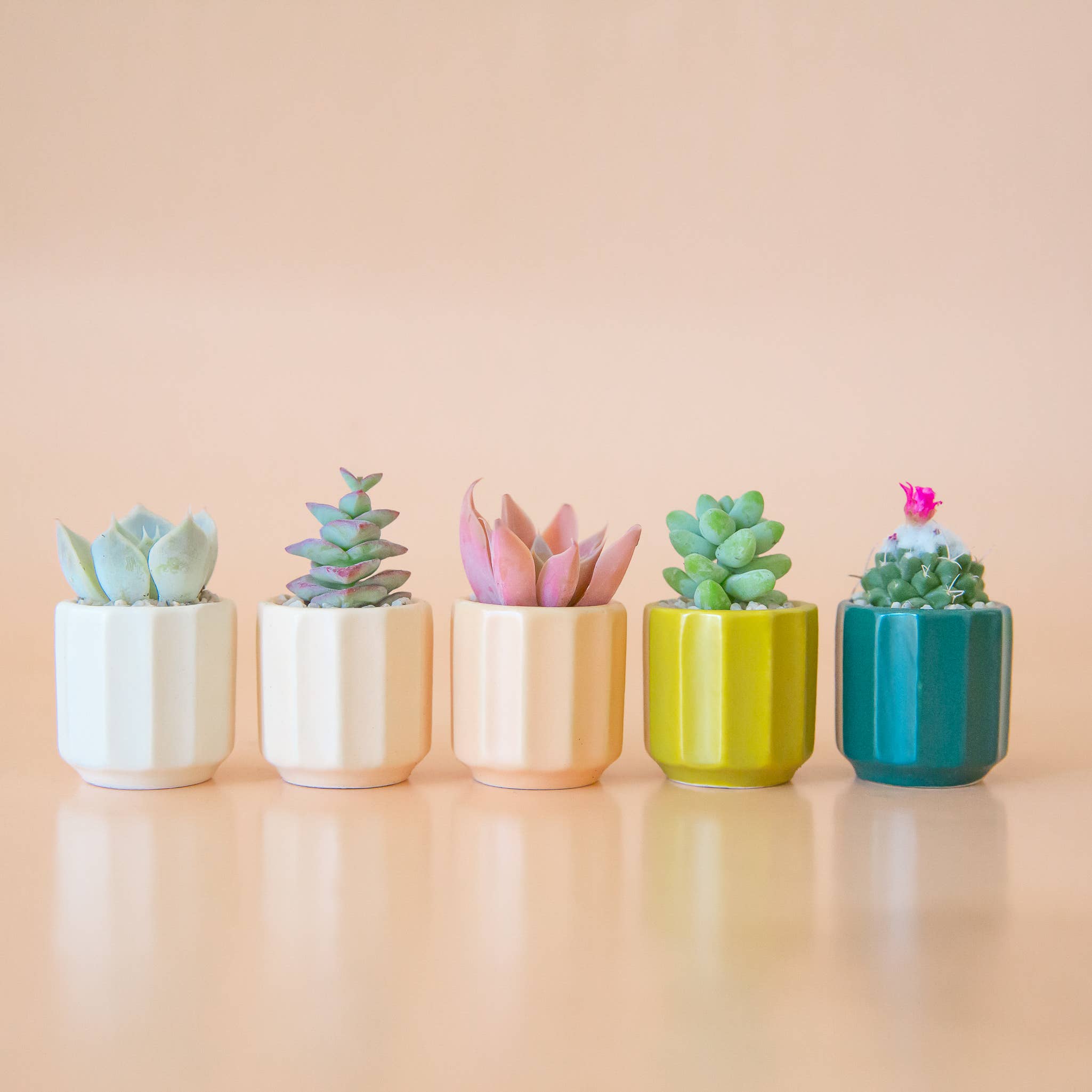 Mini Monroe Planter by Terra Cotta Botanical Boutique