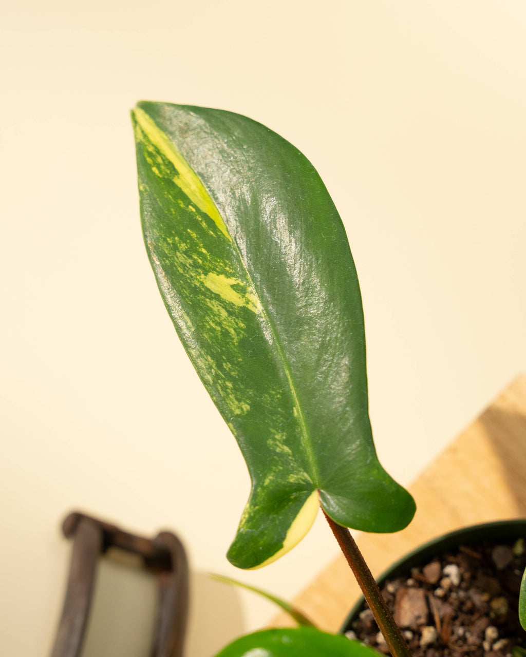 4" Philodendron Florida Beauty 'Sunrise' by Terra Cotta Botanical Boutique