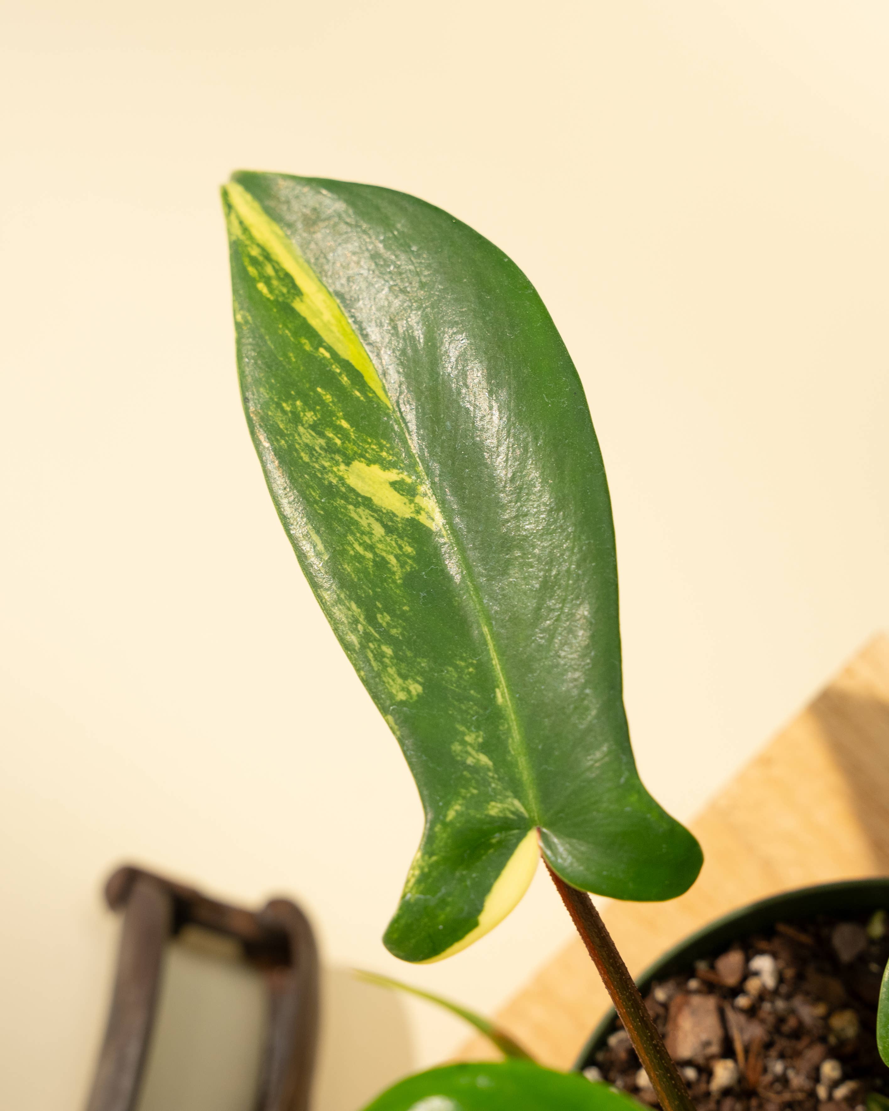 4" Philodendron Florida Beauty 'Sunrise' by Terra Cotta Botanical Boutique
