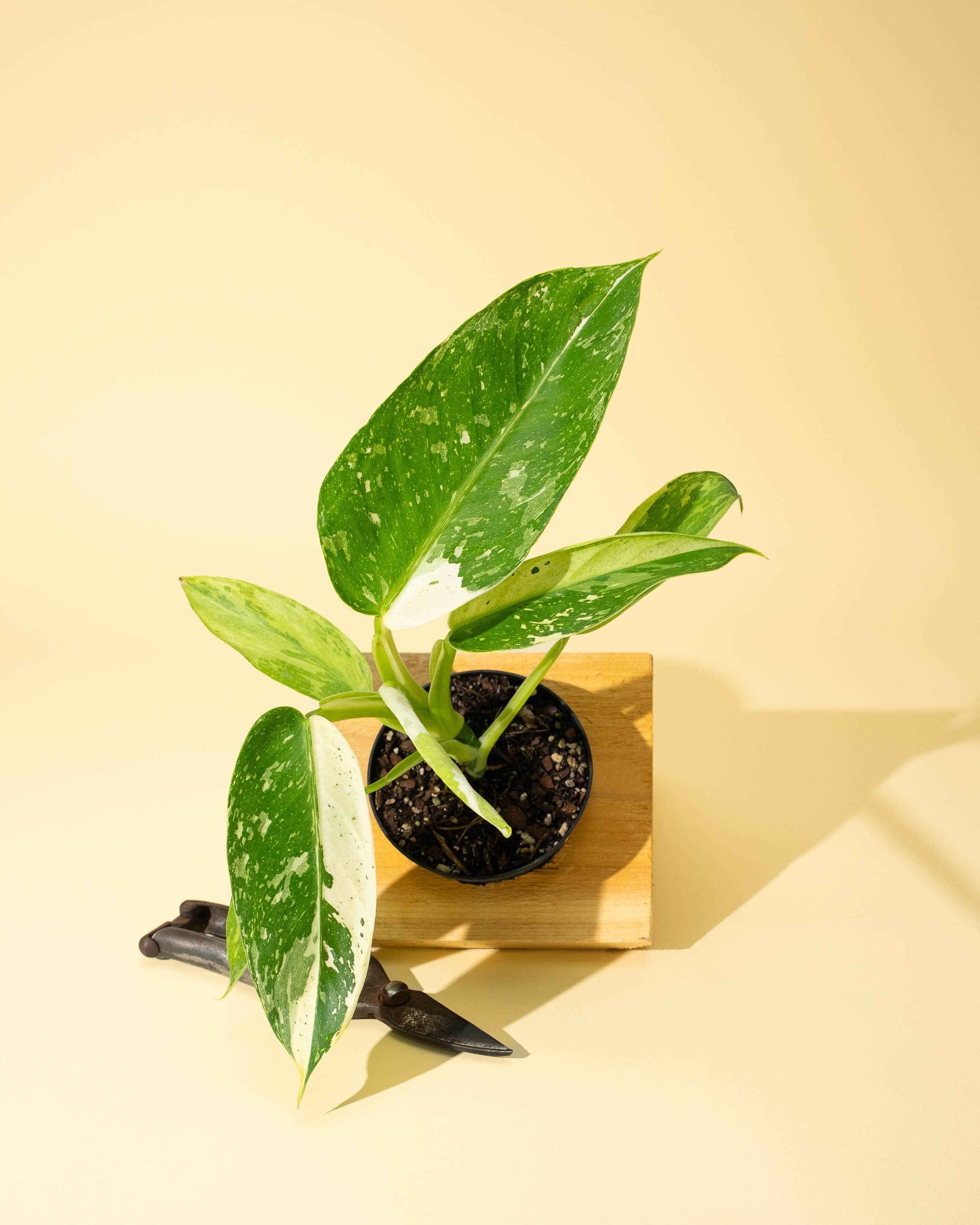 4" Philodendron 'Jose Buono Fiesta'