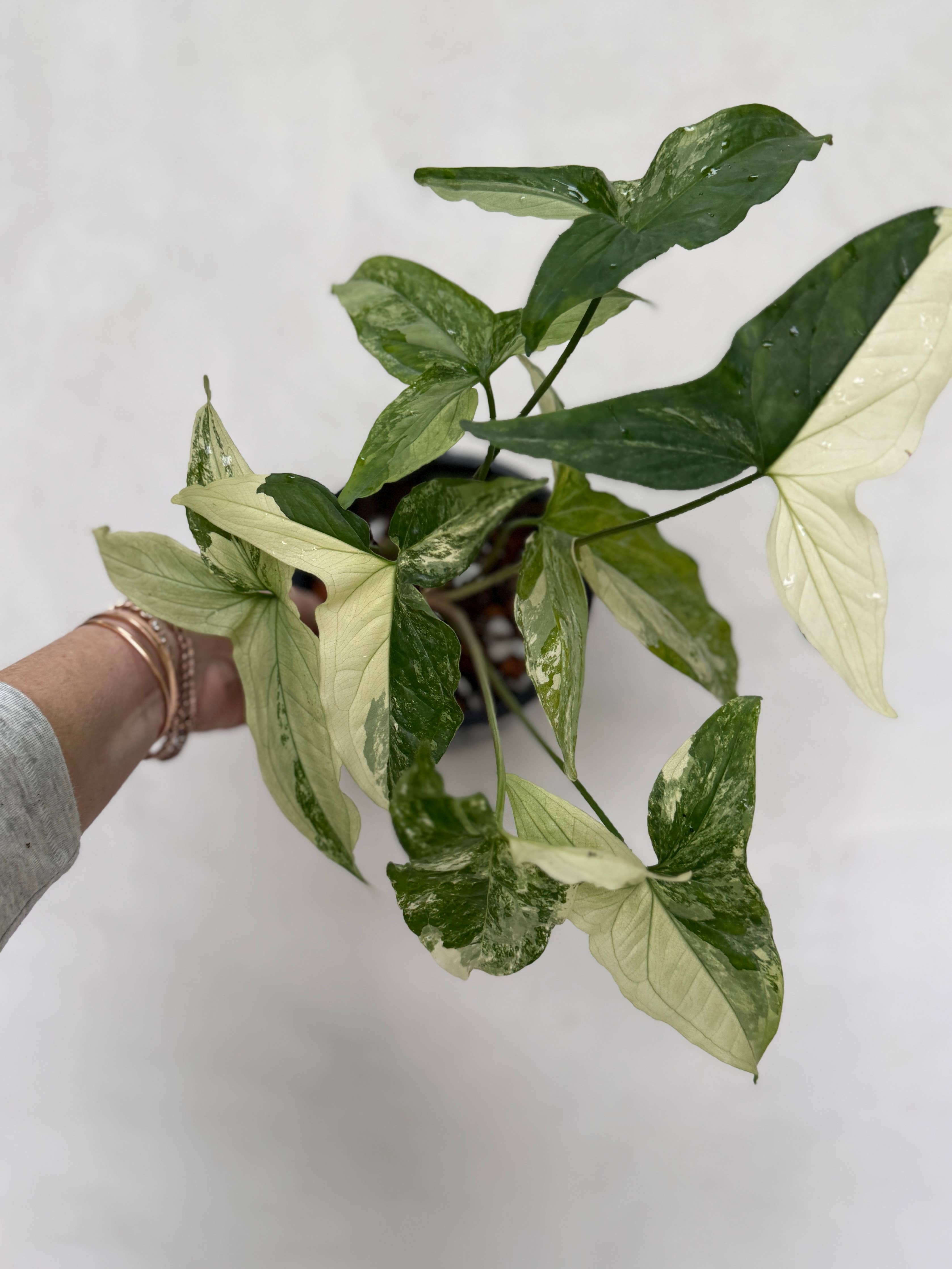White Variegated Syngonium Albo Variegata by Terra Cotta Botanical Boutique