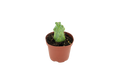 Cactus Boobie Mini 3 Inch Grower Pot Plant Indoor Garden Easy Care