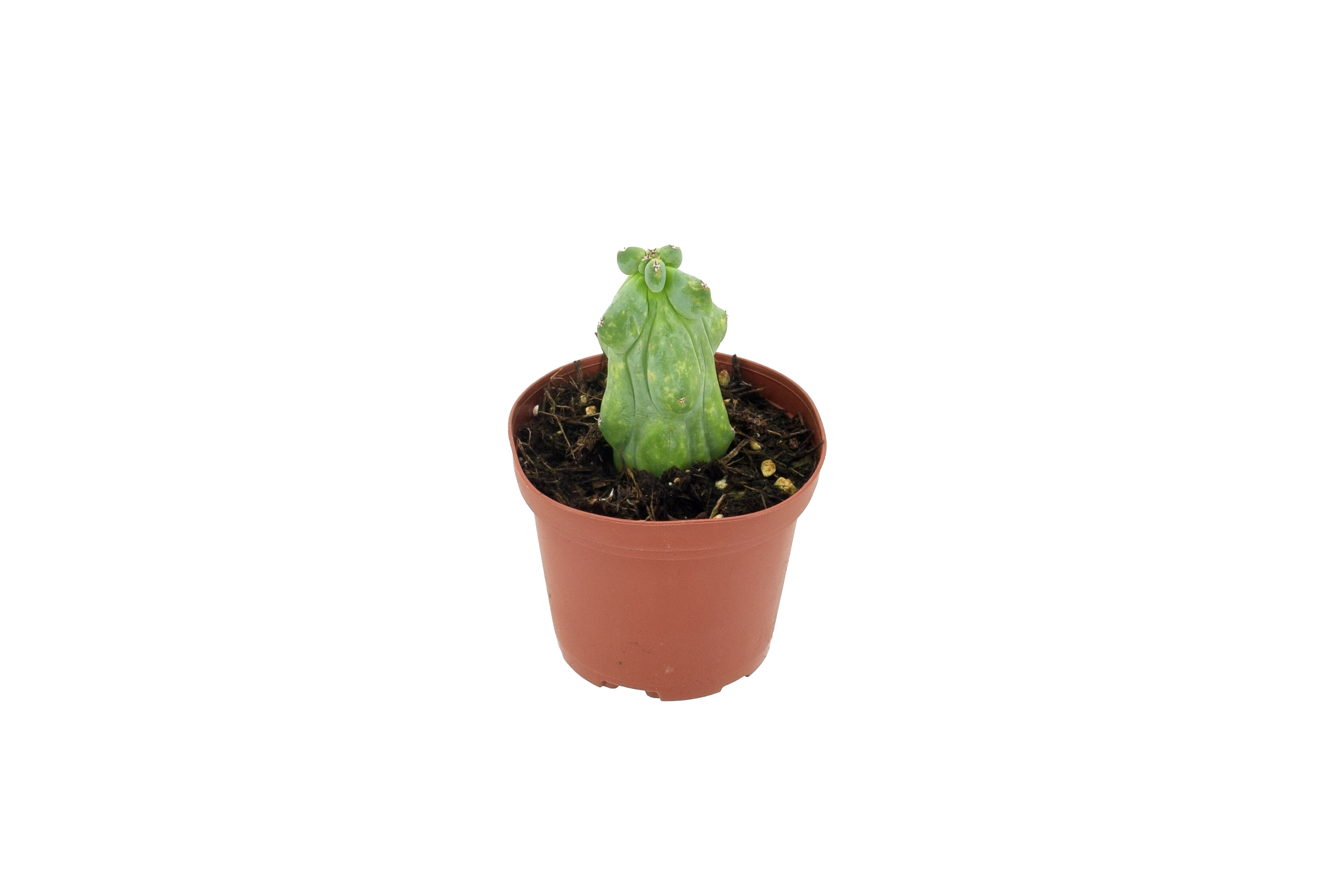 Cactus Boobie Mini 3 Inch Grower Pot Plant Indoor Garden Easy Care