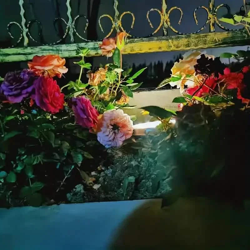 4-Pack: Waterproof Solar Garden Lights by DailySale