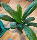 Rare Philodendron Campii Indoor Plant for Tropical Home Decor
