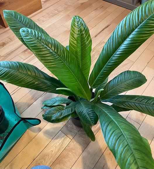 Rare Philodendron Campii Indoor Plant for Tropical Home Decor