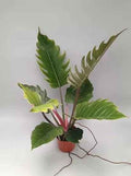 Philodendron Pluto