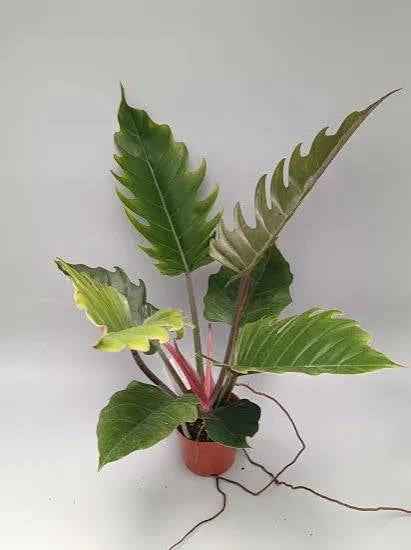 Philodendron Pluto