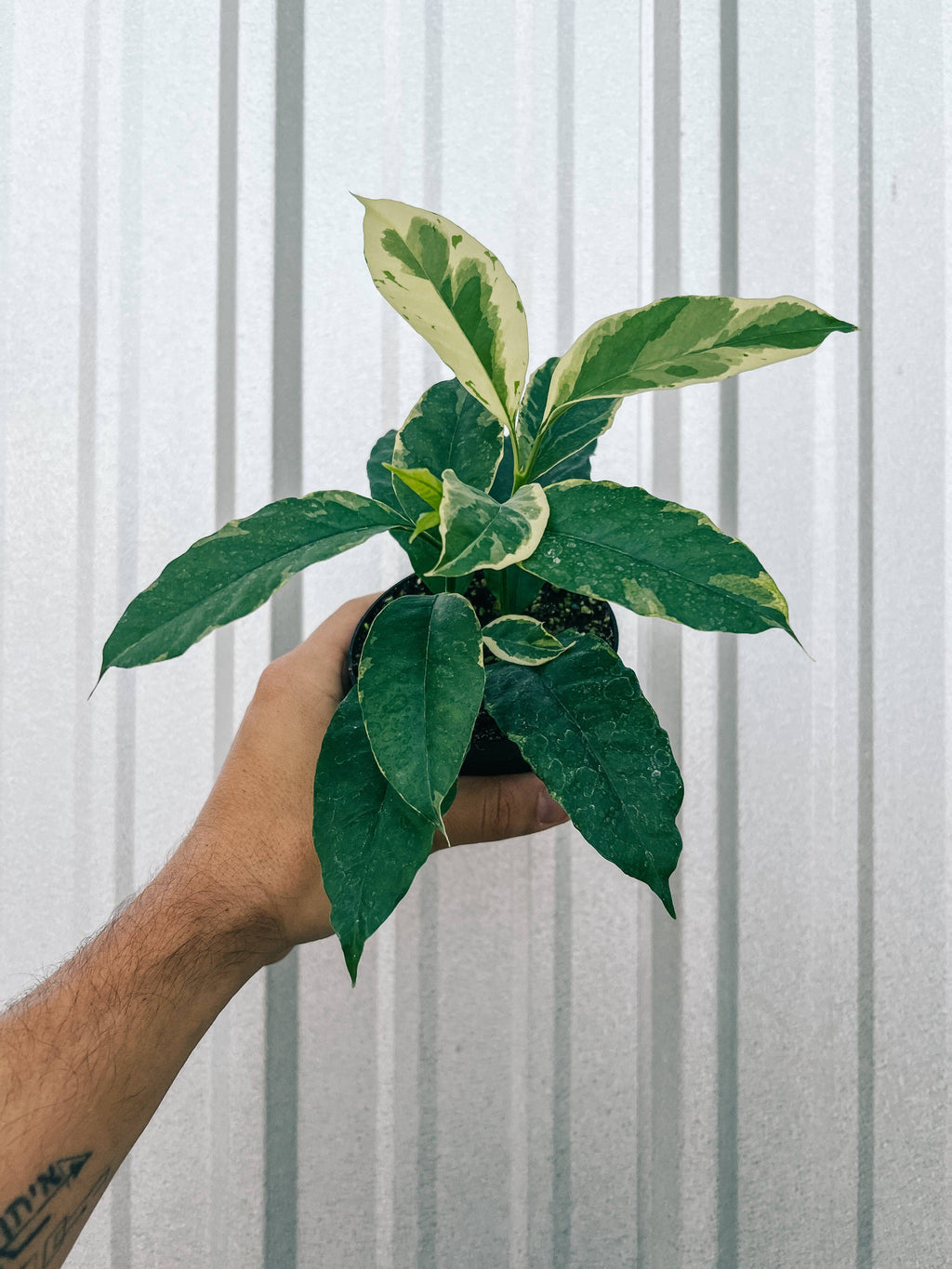 4" Variegated Hoya 'Multiflora' (Shooting Star Hoya) by Terra Cotta Botanical Boutique