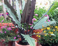 Alocasia Lauterbaachiana Variegated 5"