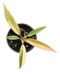 Philodendron Caramel Marble Variegated 3.5 inch Grower Pot by Terra Cotta Botanical Boutique