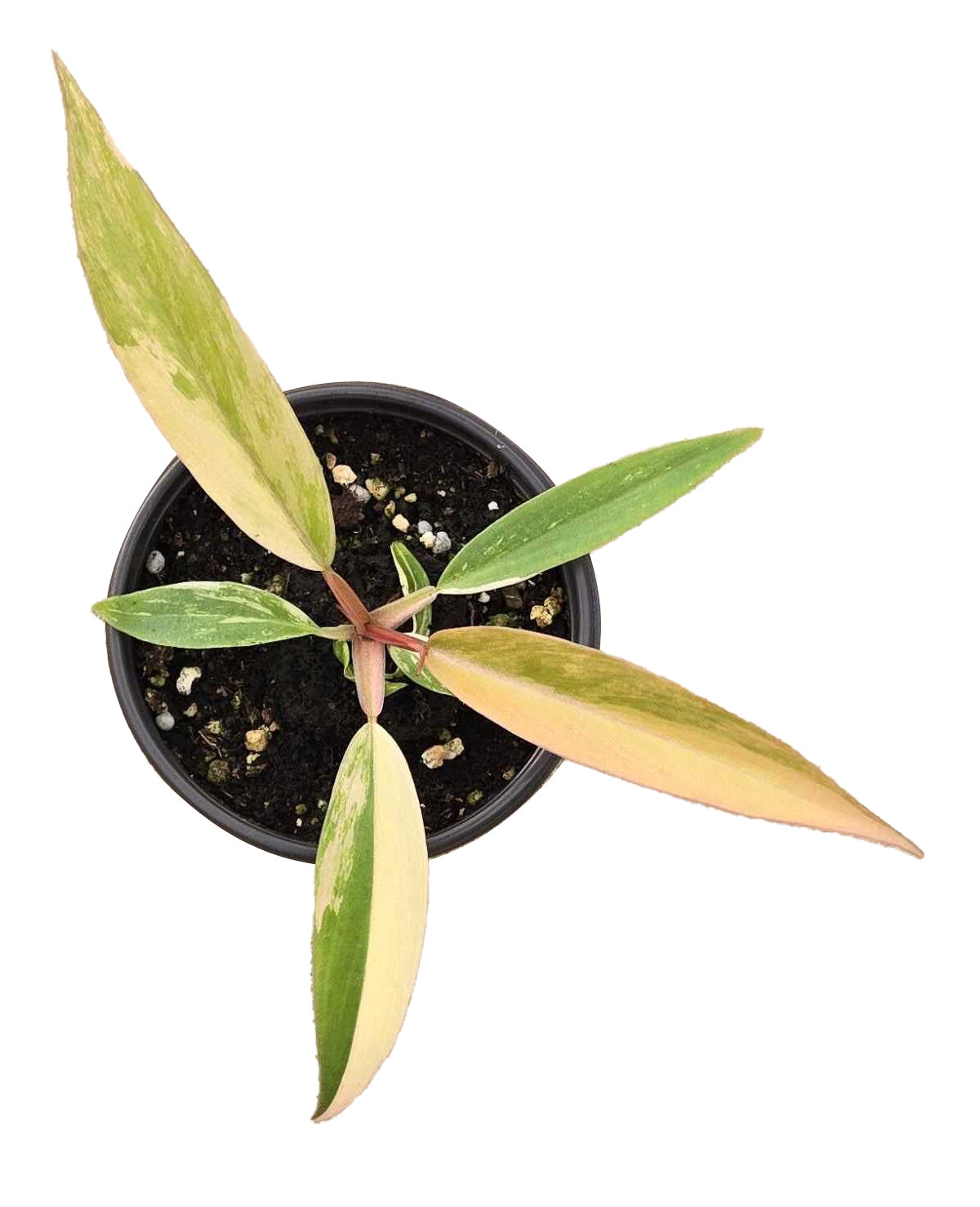 Philodendron Caramel Marble Variegated 3.5 inch Grower Pot by Terra Cotta Botanical Boutique