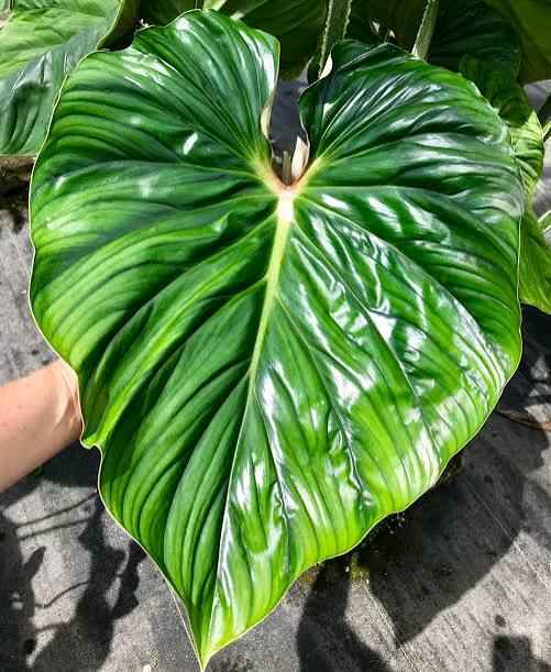 Philodendron Plowmanii Rare Houseplant Climbing Indoor Plant