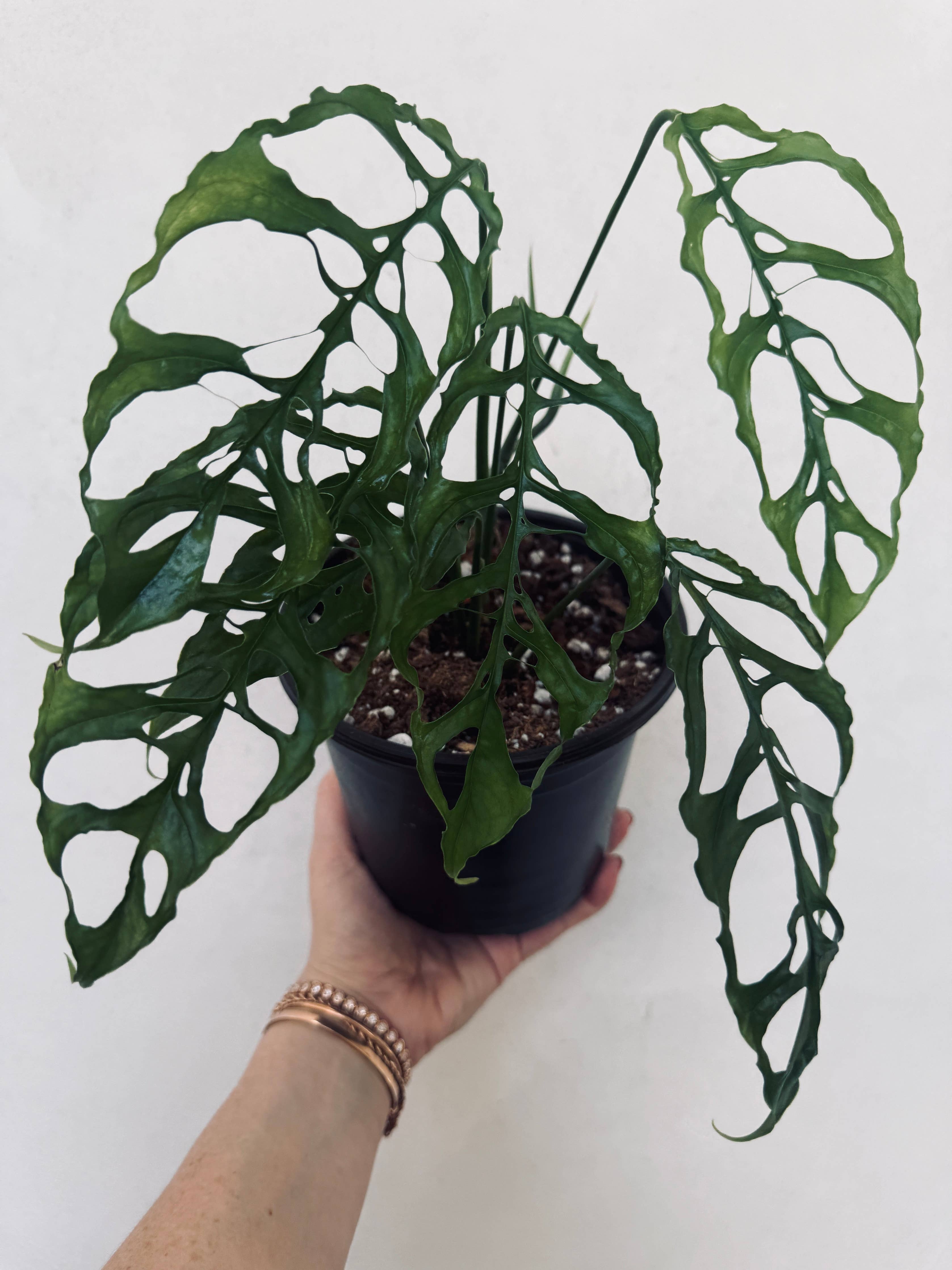 Monstera Obliqua by Terra Cotta Botanical Boutique