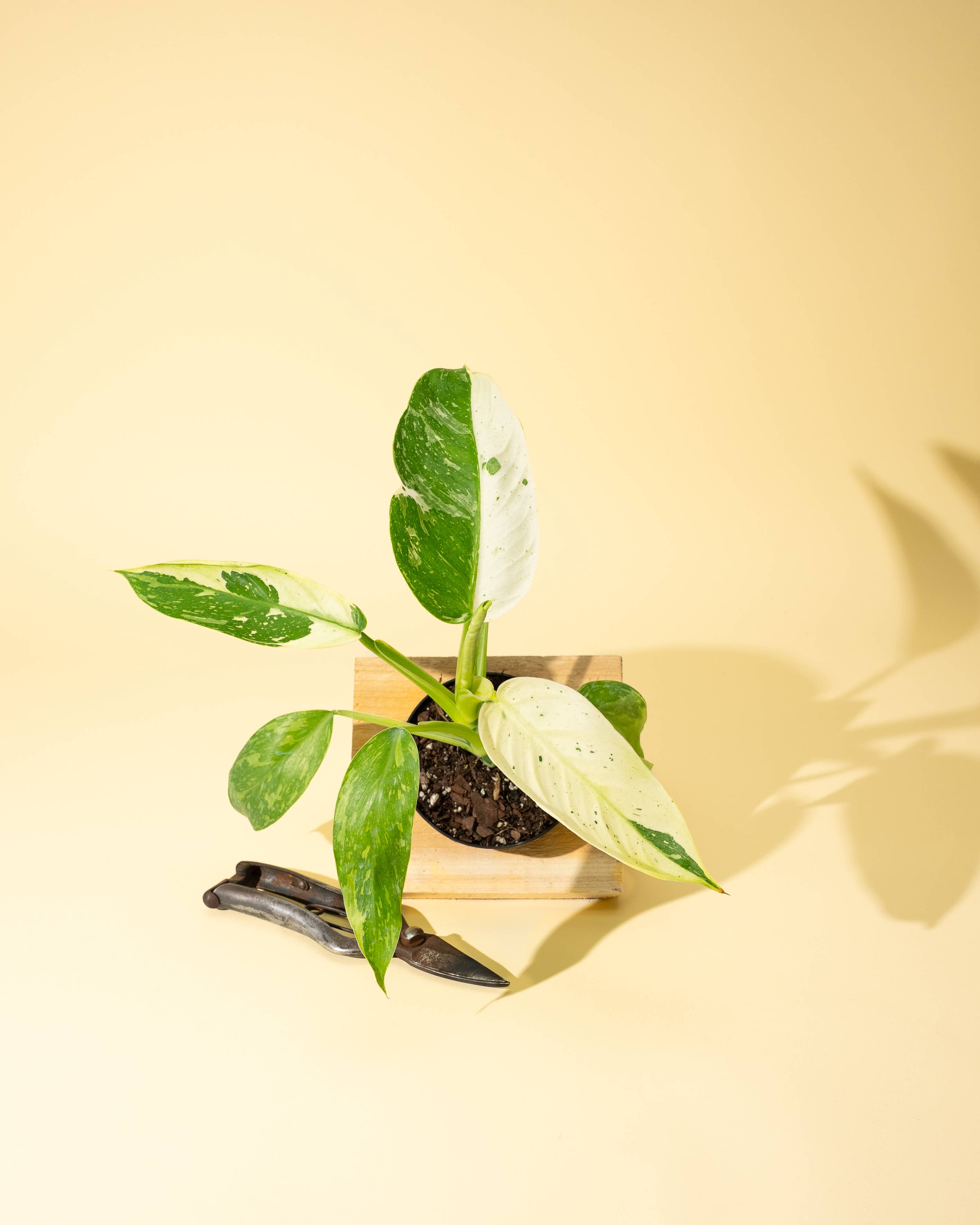 4" Philodendron 'Jose Buono Fiesta' by Terra Cotta Botanical Boutique
