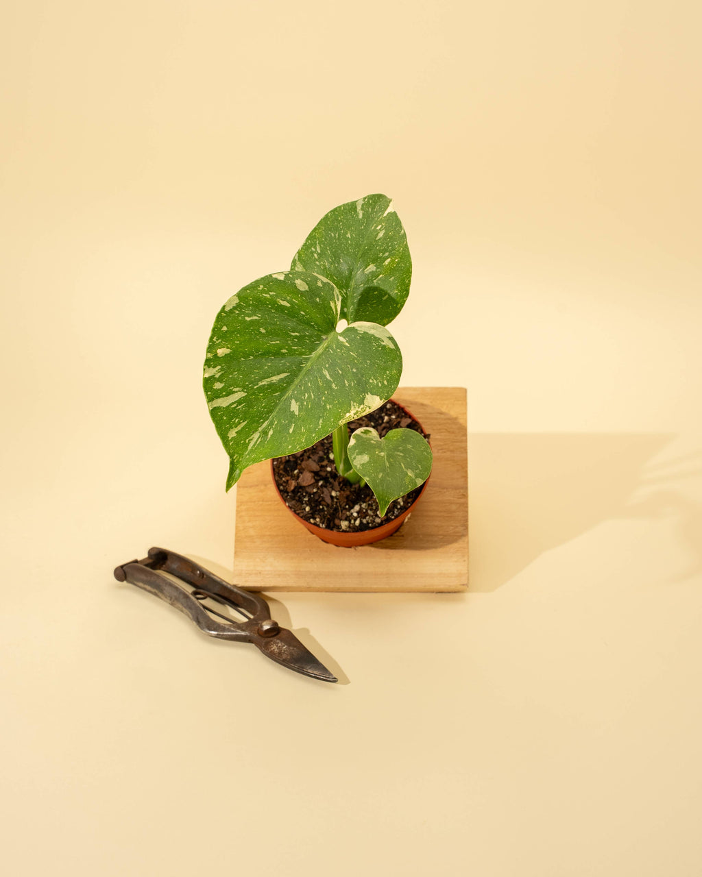 4" Monstera 'Thai Constellation' by Terra Cotta Botanical Boutique