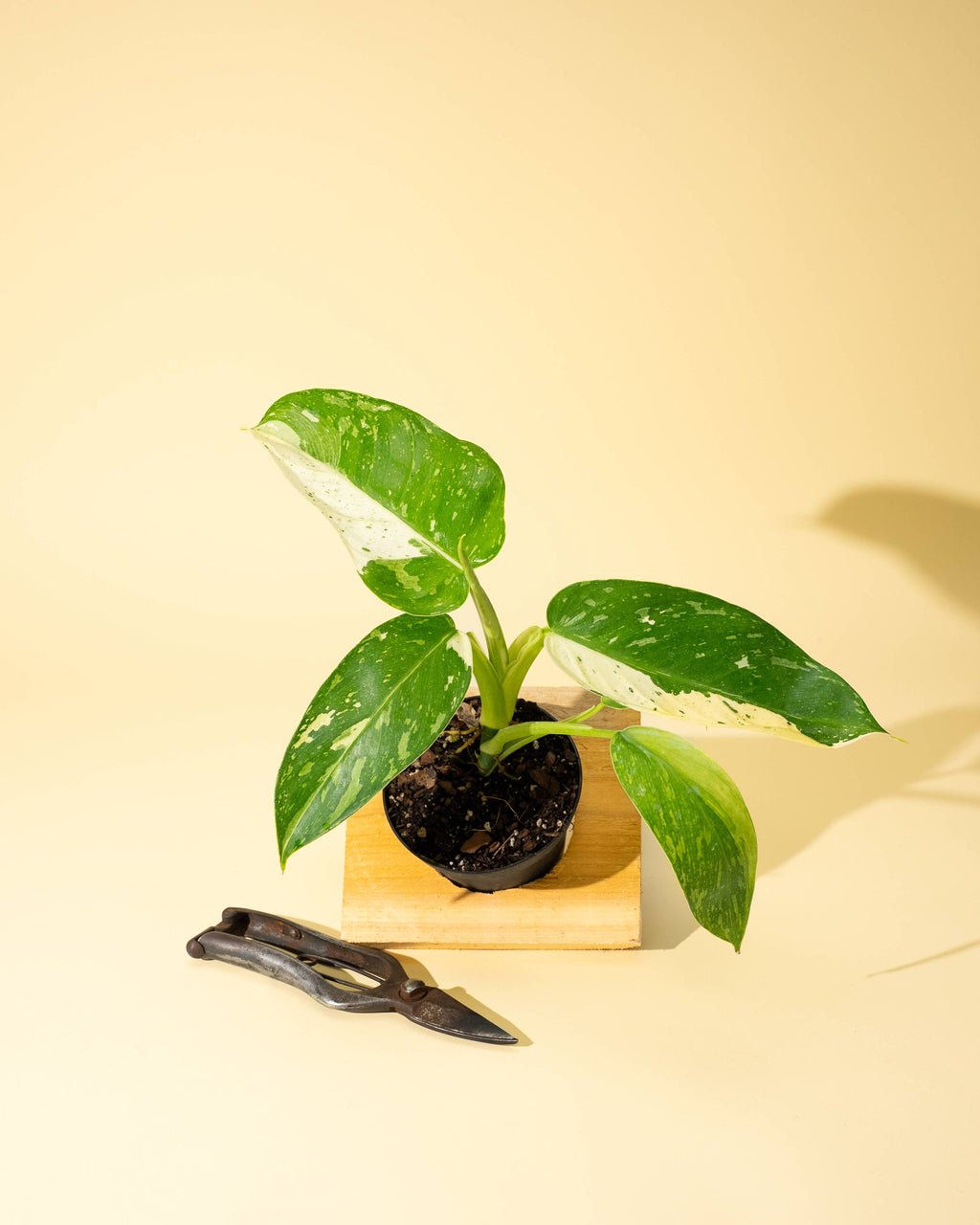 4" Philodendron 'Jose Buono Fiesta' by Terra Cotta Botanical Boutique