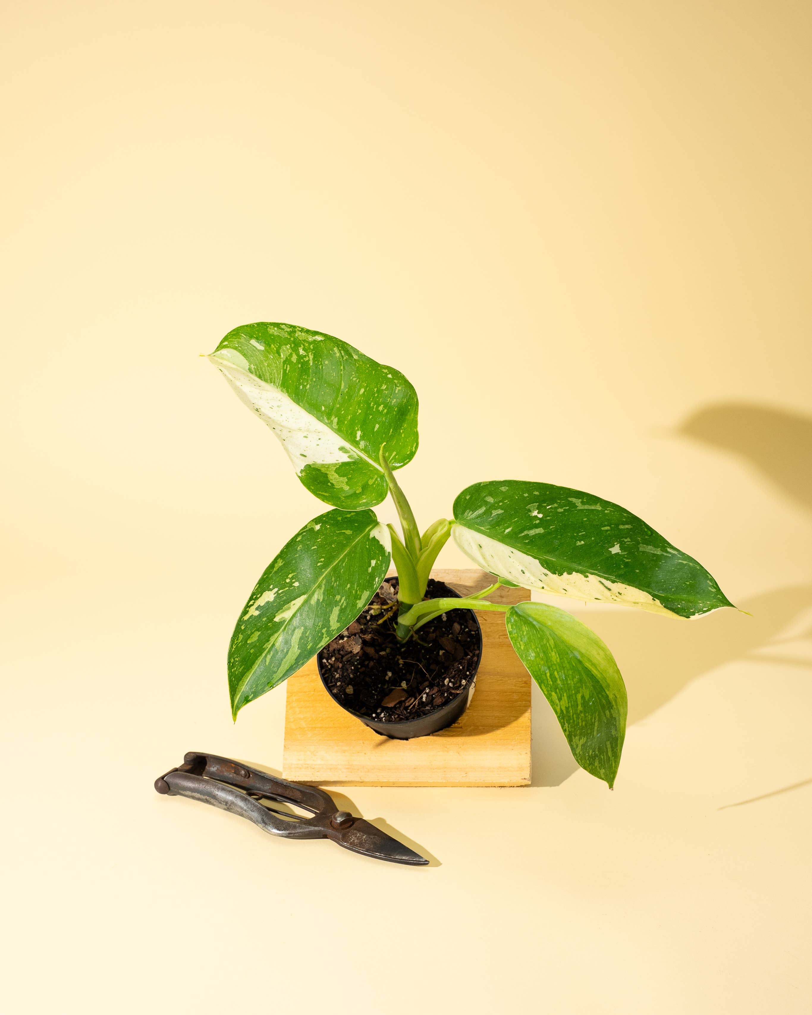 4" Philodendron 'Jose Buono Fiesta' by Terra Cotta Botanical Boutique