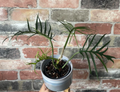 4" Philodendron Tortum by Terra Cotta Botanical Boutique