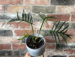 4" Philodendron Tortum by Terra Cotta Botanical Boutique