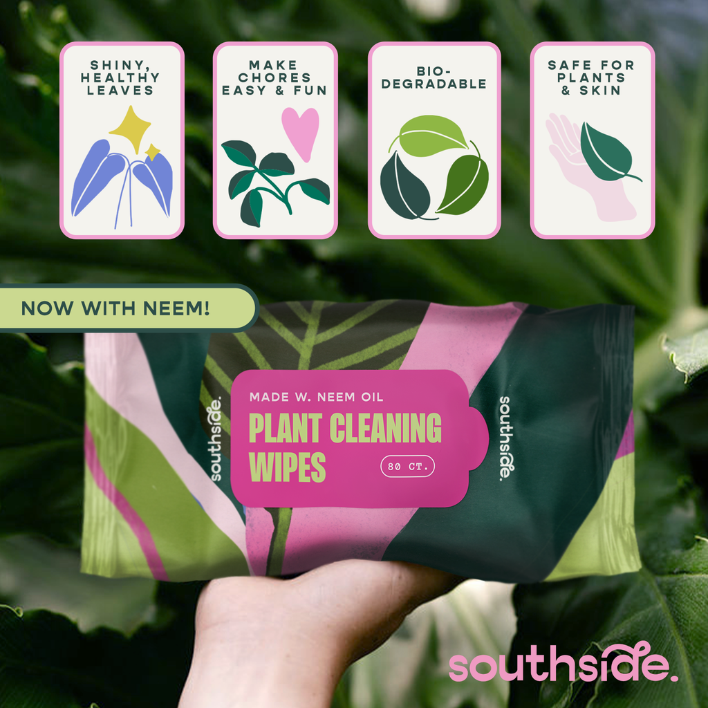 Houseplant Cleaning Wipes by Terra Cotta Botanical Boutique