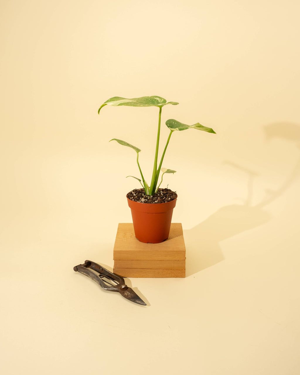 4" Monstera 'Thai Constellation' by Terra Cotta Botanical Boutique