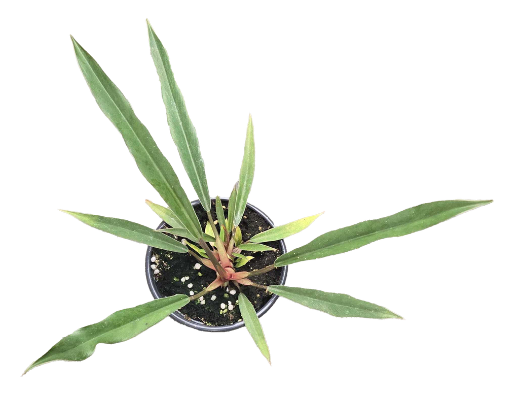Philodendron Pluto Mutation 4 inch Grower Pot by Terra Cotta Botanical Boutique